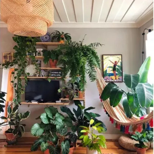 Como Escolher Plantas Ideais para Ambientes Internos: Beleza e Saúde em Casa