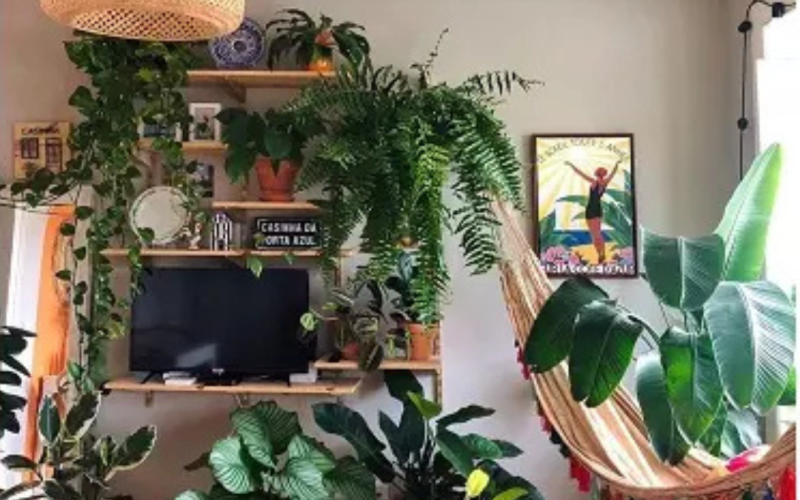Como Escolher Plantas Ideais para Ambientes Internos: Beleza e Saúde em Casa